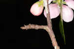 Southern crabapple